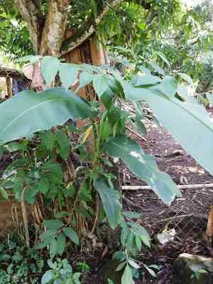 False bird of paradise(Heliconia rostrata)