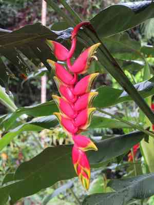 False bird of paradise(Heliconia rostrata)