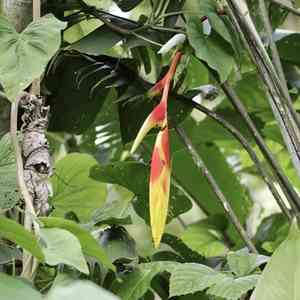 False bird of paradise(Heliconia rostrata)