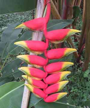 False bird of paradise(Heliconia rostrata)