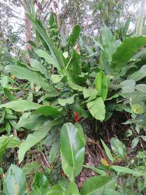 Dwarf jamaican heliconia(Heliconia stricta)