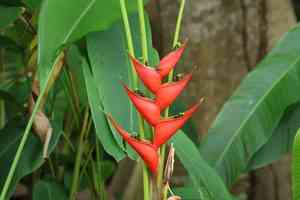 Dwarf jamaican heliconia(Heliconia stricta)