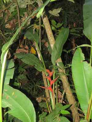 Dwarf jamaican heliconia(Heliconia stricta)