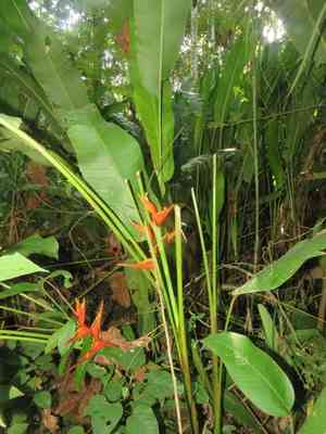Dwarf jamaican heliconia(Heliconia stricta)