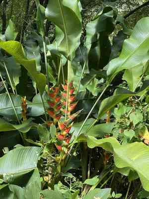 red christmas(Heliconia wagneriana)