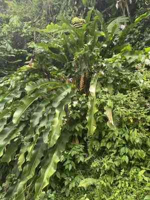 red christmas(Heliconia wagneriana)