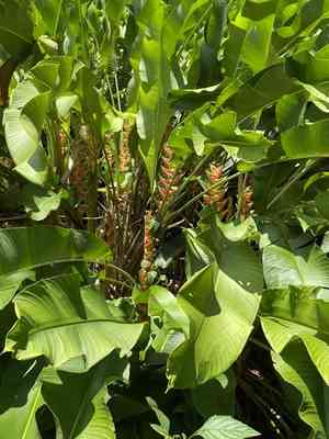 red christmas(Heliconia wagneriana)
