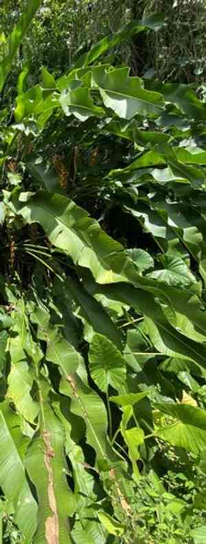 red christmas(Heliconia wagneriana)