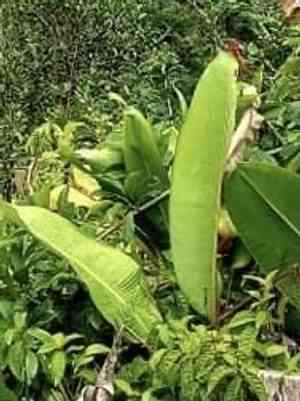 Lobster-claws (Heliconia)(Heliconia)