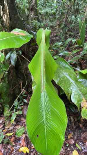 Lobster-claws (Heliconia)(Heliconia)