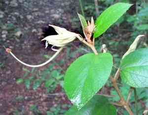 cow bush (Helicteres)(Helicteres)