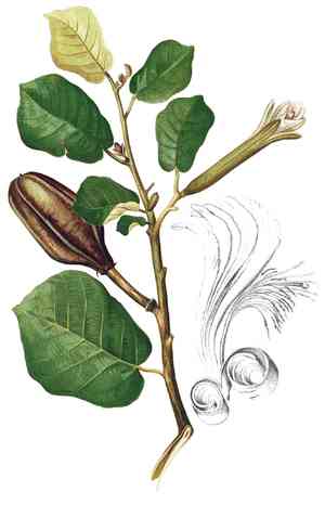 cow bush (Helicteres)(Helicteres)