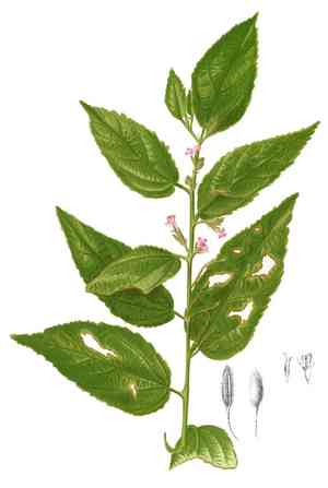 cow bush (Helicteres)(Helicteres)