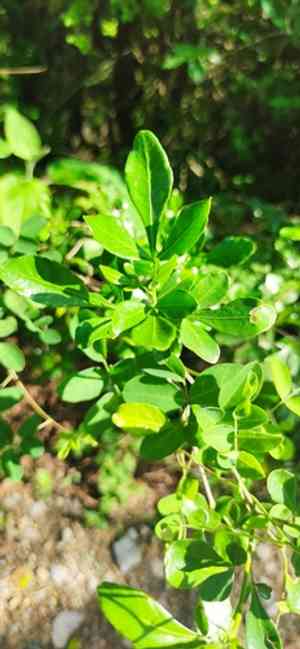 Barreta(Helietta parvifolia)