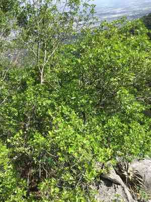 Barreta(Helietta parvifolia)