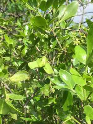 Barreta(Helietta parvifolia)