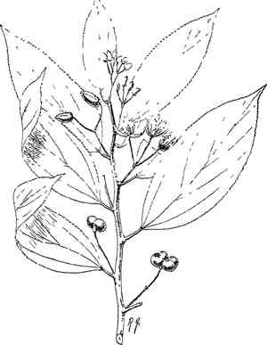 Heliocarpus (Heliocarpus)(Heliocarpus)