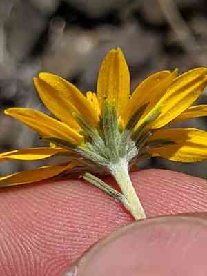 Showy goldeneye(Heliomeris multiflora)