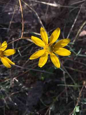Showy goldeneye(Heliomeris multiflora)