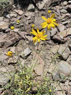 Showy goldeneye(Heliomeris multiflora)
