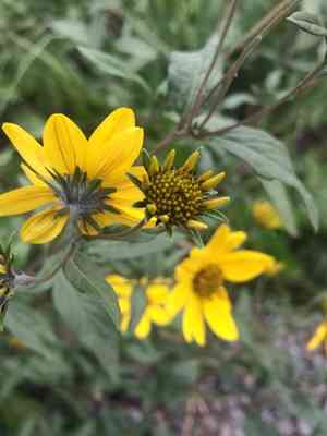 Showy goldeneye(Heliomeris multiflora)
