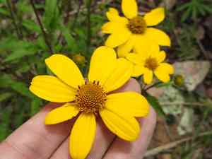 Mountain oxeye(Heliopsis parvifolia)