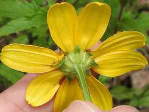 Mountain oxeye(Heliopsis parvifolia)