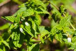 Scorpion's-tail(Heliotropium angiospermum)