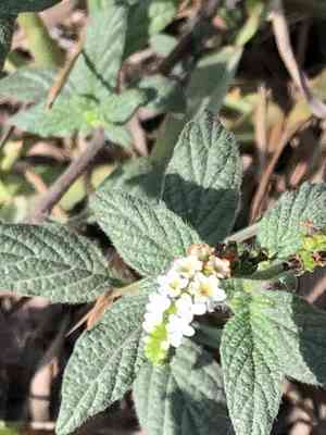 Scorpion's-tail(Heliotropium angiospermum)