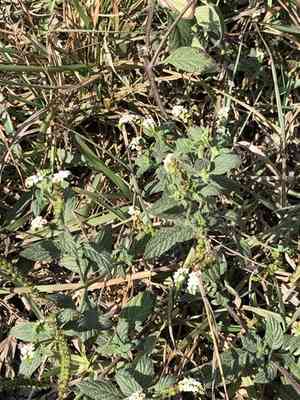 Scorpion's-tail(Heliotropium angiospermum)