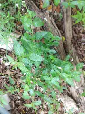 Scorpion's-tail(Heliotropium angiospermum)