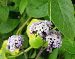 Heliotrope(Heliotropium arborescens)