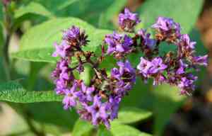 Heliotrope(Heliotropium arborescens)