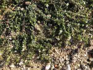 Heliotropium formosanum(Heliotropium formosanum)