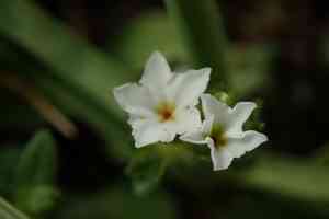 Heliotropium formosanum(Heliotropium formosanum)