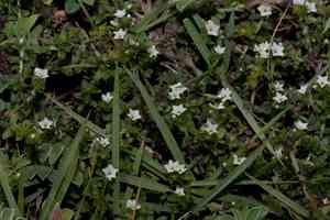 Heliotropium formosanum(Heliotropium formosanum)