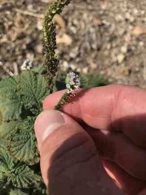 Turnsole(Heliotropium indicum)