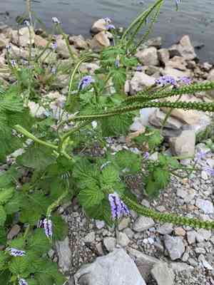 Turnsole(Heliotropium indicum)