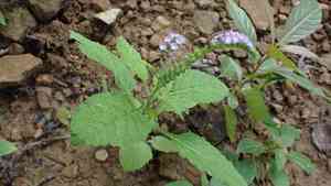 Turnsole(Heliotropium indicum)