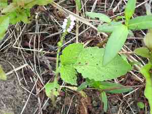 Turnsole(Heliotropium indicum)