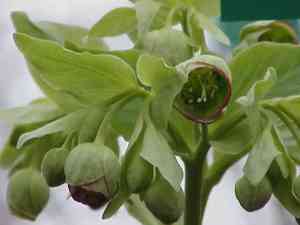 Stinking hellebore(Helleborus foetidus)