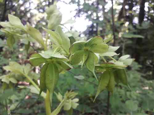 Stinking hellebore(Helleborus foetidus)