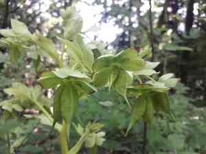 Stinking hellebore(Helleborus foetidus)