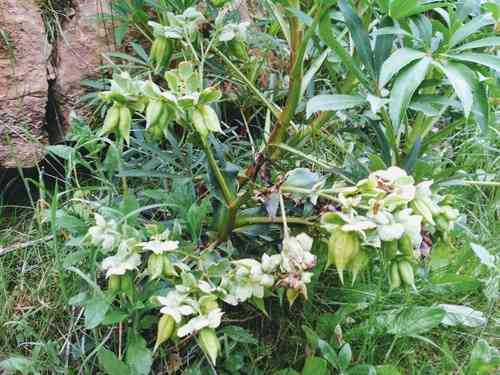 Stinking hellebore(Helleborus foetidus)