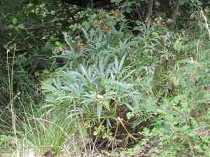 Stinking hellebore(Helleborus foetidus)