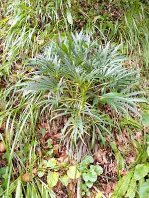 Stinking hellebore(Helleborus foetidus)