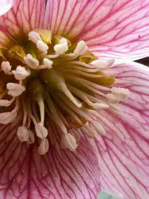 Tibetan hellebore(Helleborus thibetanus)
