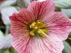 Tibetan hellebore(Helleborus thibetanus)
