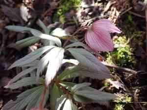 Tibetan hellebore(Helleborus thibetanus)