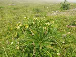 Green hellebore(Helleborus viridis)